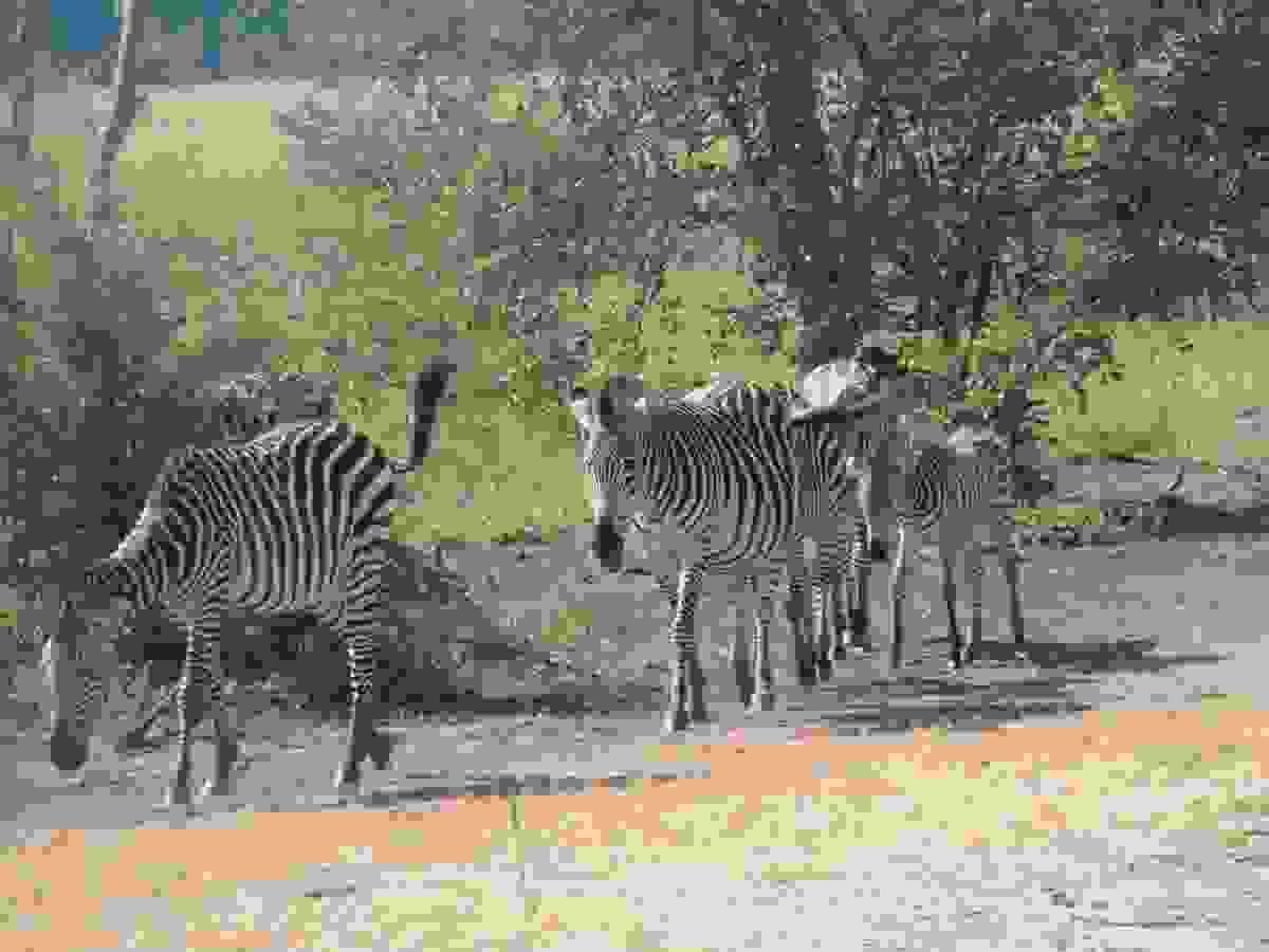 Section image