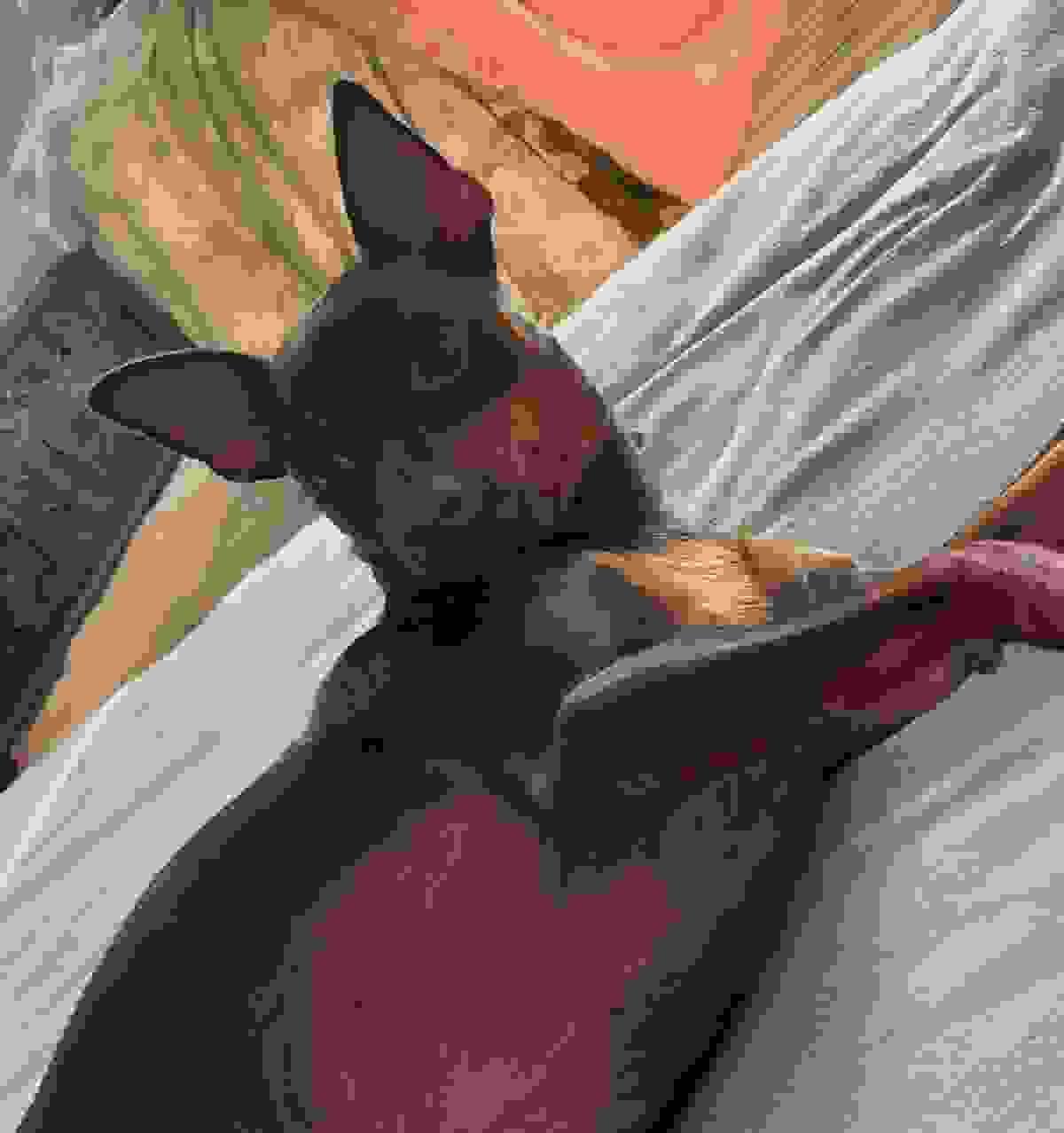 — Jessica Lee “The team at Home Sweet Paws is not only compassionate but also incredibly reliable, ensuring my pets are always happy and safe.” Our dedicated team has provided exceptional pet sitting services to countless satisfied pet owners Pet Sitting in your home — Jessica Lee “The team at Home Sweet Paws is not only compassionate but also incredibly reliable, ensuring my pets are always happy and safe.” Our dedicated team has provided exceptional pet sitting services to countless satisfied pet owners Pet Sitting in your home