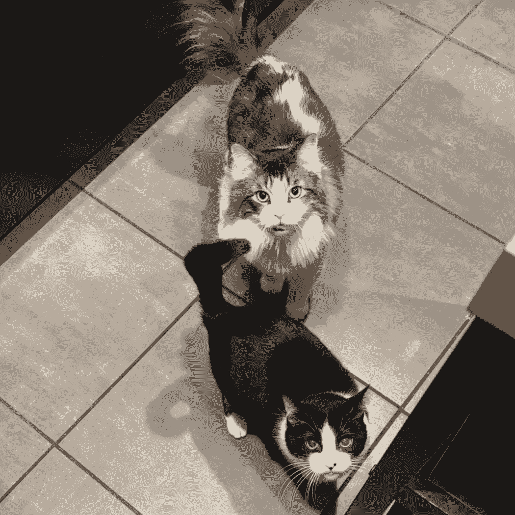 — Jessica Lee “The team at Home Sweet Paws is not only compassionate but also incredibly reliable, ensuring my pets are always happy and safe.” Our dedicated team has provided exceptional pet sitting services to countless satisfied pet owners Pet Sitting in your home — Jessica Lee “The team at Home Sweet Paws is not only compassionate but also incredibly reliable, ensuring my pets are always happy and safe.” Our dedicated team has provided exceptional pet sitting services to countless satisfied pet owners Pet Sitting in your home