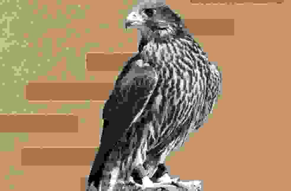 Section image