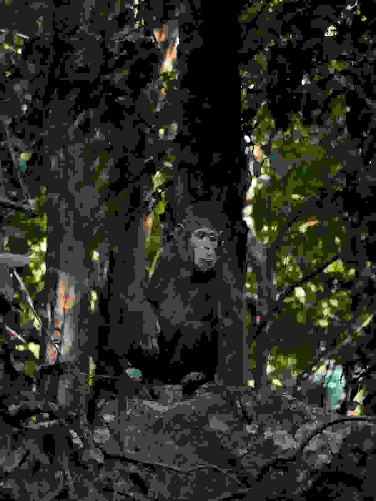 Section image
