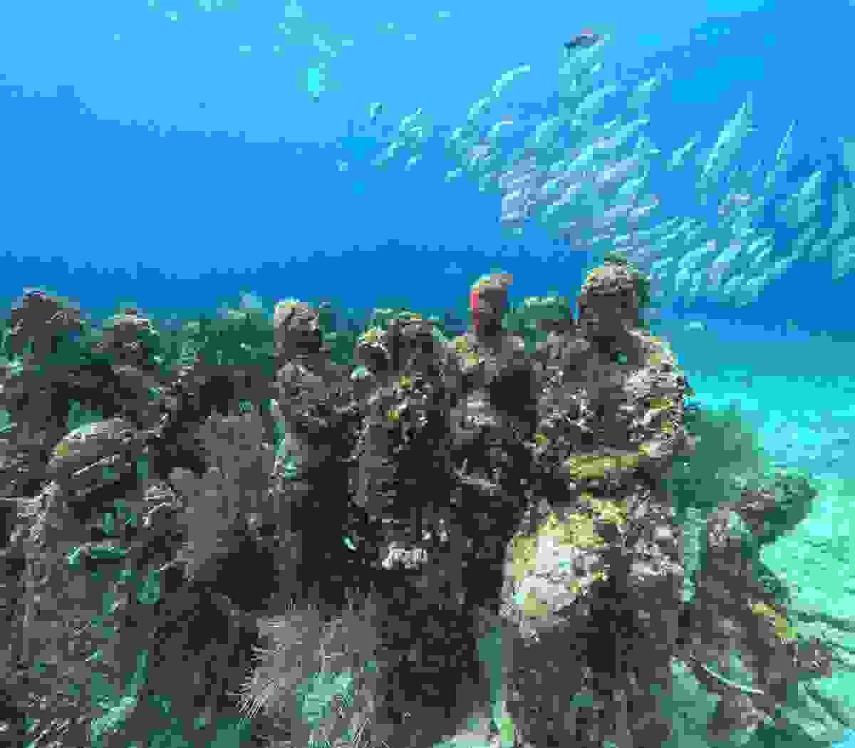 Japanese staff are stationed, and you can use it with peace of mind without worrying about the language barrier. Support in Japanese Our company's service This is a diving service run by Japanese people located in Cancun, a resort area in Mexico. Japanese staff are stationed, and you can use it with peace of mind without worrying about the language barrier. Support in Japanese Our company's service This is a diving service run by Japanese people located in Cancun, a resort area in Mexico.