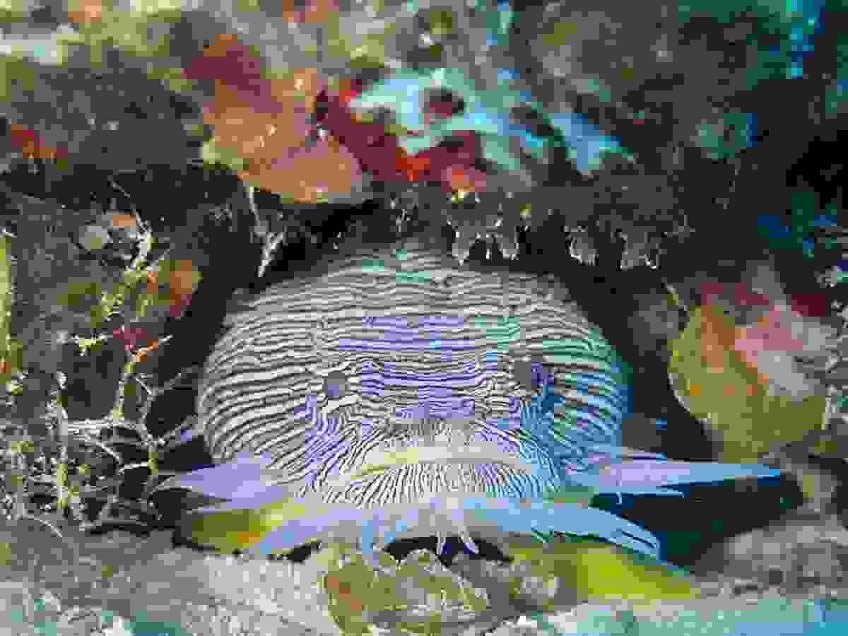 Section image