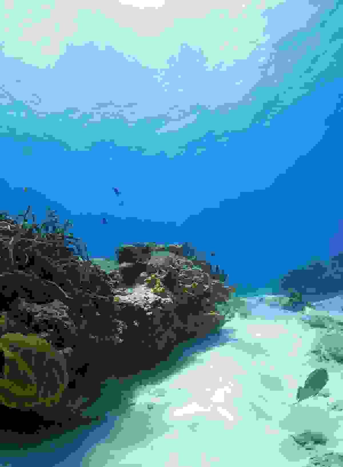 From beginners to advanced users, we have various diving plans available. You can choose the best plan to explore the beautiful underwater world. enriched diving plan Our company's service This is a diving service run by Japanese people located in Cancun, a resort area in Mexico. From beginners to advanced users, we have various diving plans available. You can choose the best plan to explore the beautiful underwater world. enriched diving plan Our company's service This is a diving service run by Japanese people located in Cancun, a resort area in Mexico.