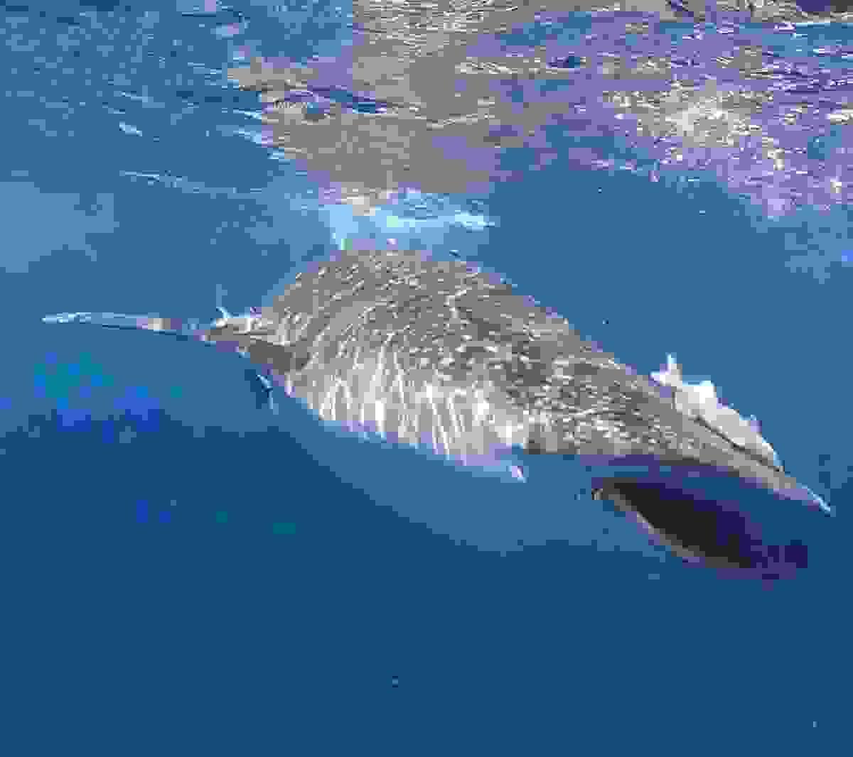 Section image