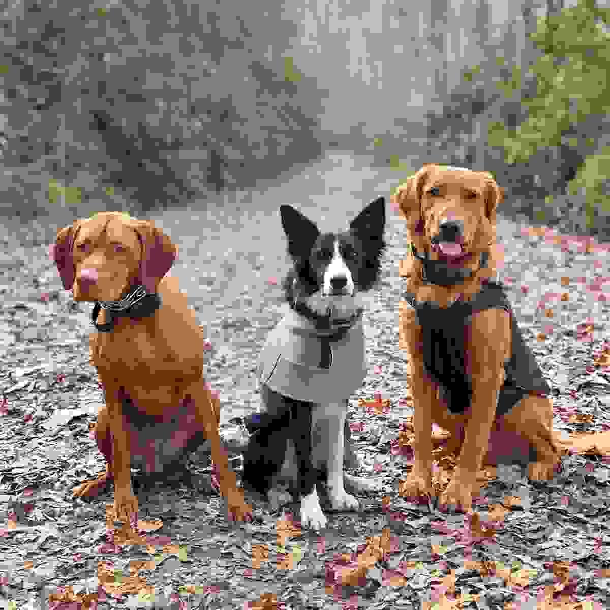 Let your dog enjoy a day of fun and socialization in our engaging daycare, supervised by trained professionals. Dog Daycare What We Offer LoveGood Canines is a dog business located in Asheville, NC. I offer dog training, boarding/sitting, check ins, daycare, and more.