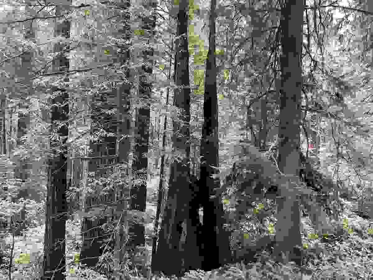 sustainable-natural-forest-wood-source-eco-friendly sustainable-natural-forest-wood-source-eco-friendly