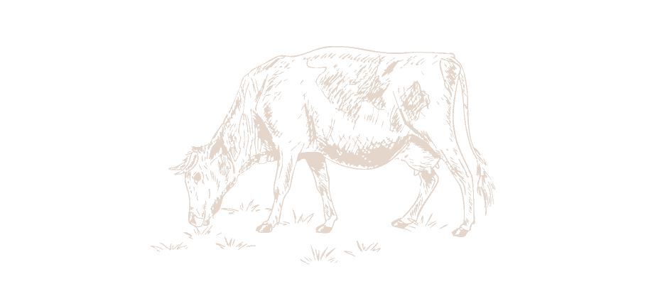 Ilustración de una vaca