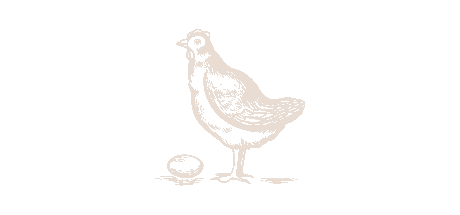 Ilustración gallina