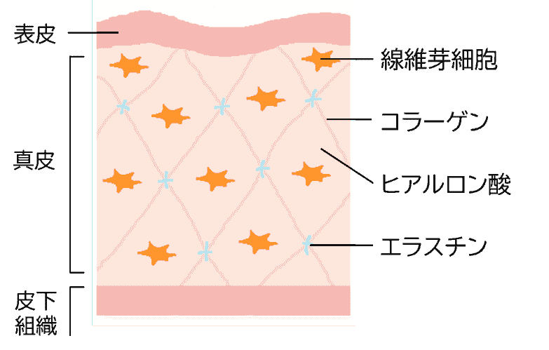 This hospital is a clinic specialized in regenerative medicine, and based on the latest technology and research results, we provide the most suitable treatment for each individual patient. regenerative medicine specialization Our company's characteristics Tokyo in is regeneration medical specialty complete reservation system clinic