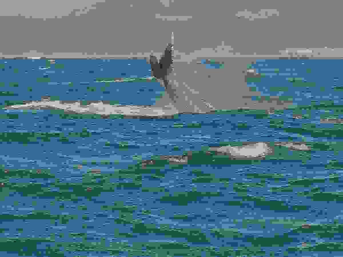 Seasonal whale watching tours offer unforgettable encounters with migrating whales along the South African coast. Whale Watching Our Marine Adventures Explore St Lucia and iSimangaliso Wetland Park by boat. Discover lake safaris, whale watching, ocean safaris, deep sea fishing and scuba diving across South Africa's Elephant Coast. Seasonal whale watching tours offer unforgettable encounters with migrating whales along the South African coast. Whale Watching Our Marine Adventures Explore St Lucia and iSimangaliso Wetland Park by boat. Discover lake safaris, whale watching, ocean safaris, deep sea fishing and scuba diving across South Africa's Elephant Coast.