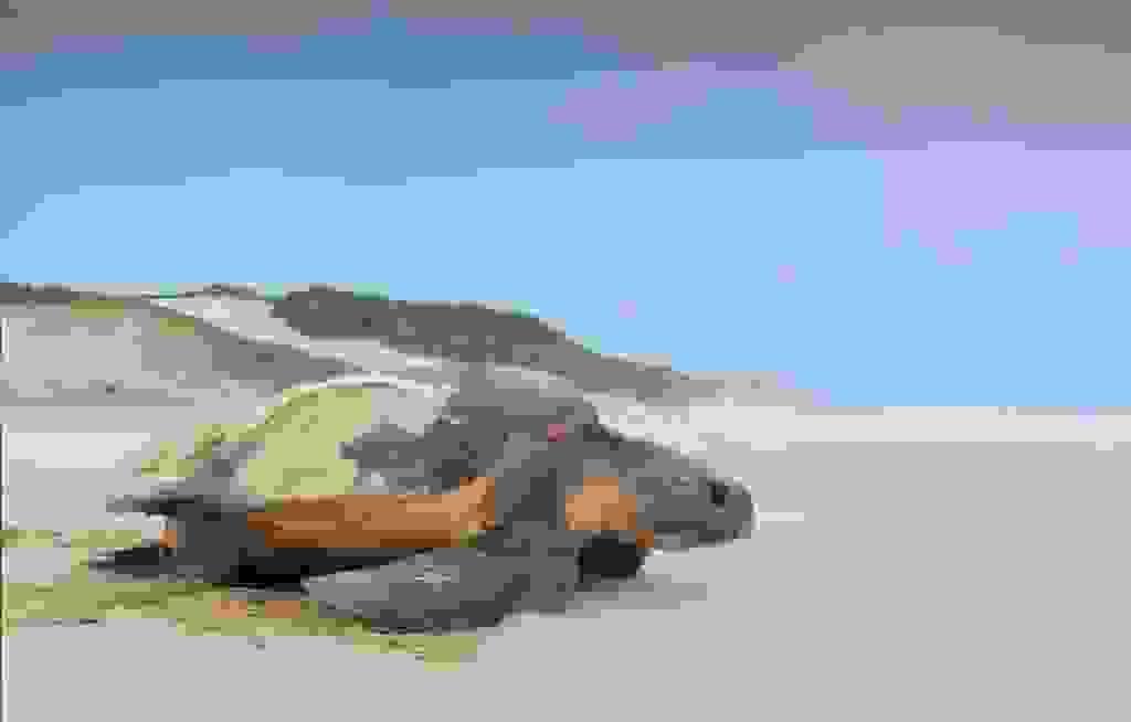 Section image