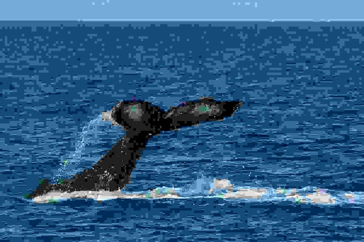 Seasonal whale watching tours offer unforgettable encounters with migrating whales along the South African coast. Whale Watching Our Marine Adventures Explore St Lucia and iSimangaliso Wetland Park by boat. Discover lake safaris, whale watching, ocean safaris, deep sea fishing and scuba diving across South Africa's Elephant Coast. Seasonal whale watching tours offer unforgettable encounters with migrating whales along the South African coast. Whale Watching Our Marine Adventures Explore St Lucia and iSimangaliso Wetland Park by boat. Discover lake safaris, whale watching, ocean safaris, deep sea fishing and scuba diving across South Africa's Elephant Coast.