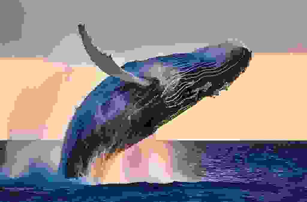 Humpback whale breaching off the coast of St Lucia, KwaZulu-Natal, South Africa Humpback whale breaching off the coast of St Lucia, KwaZulu-Natal, South Africa