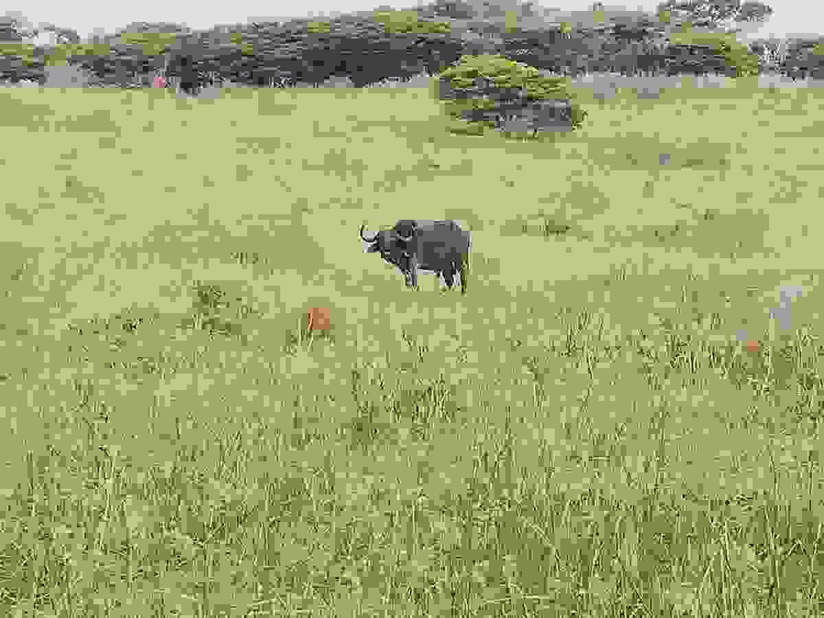 Buffalo standing in tall grass in Hluhluwe-iMfolozi Park Buffalo standing in tall grass in Hluhluwe-iMfolozi Park