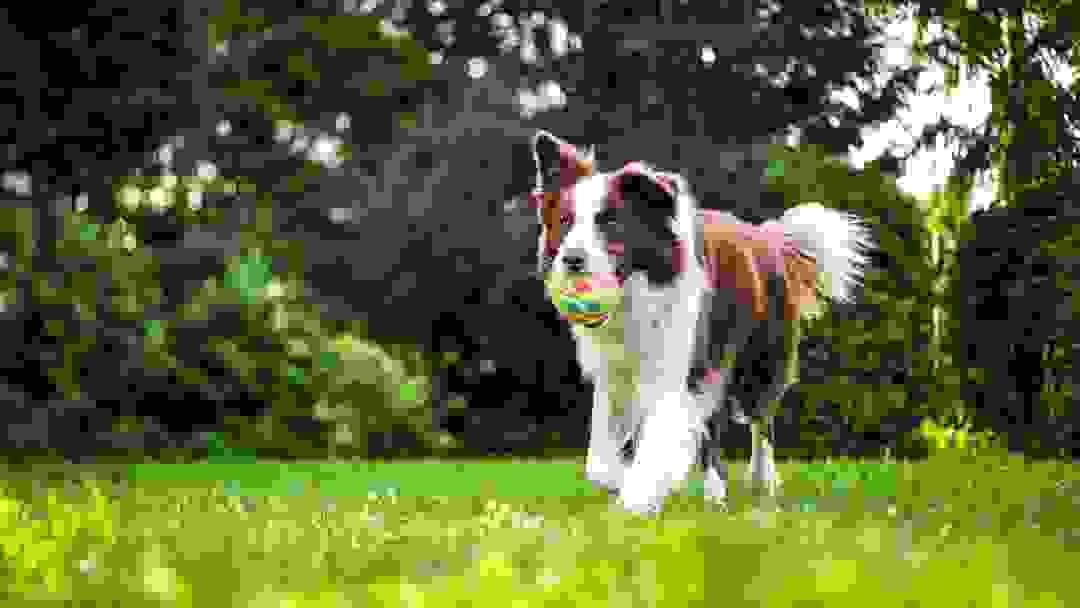 broken image