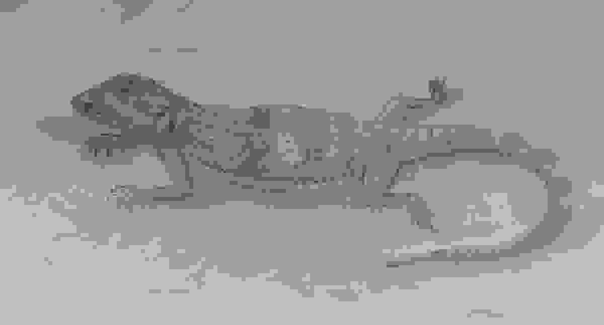 broken image