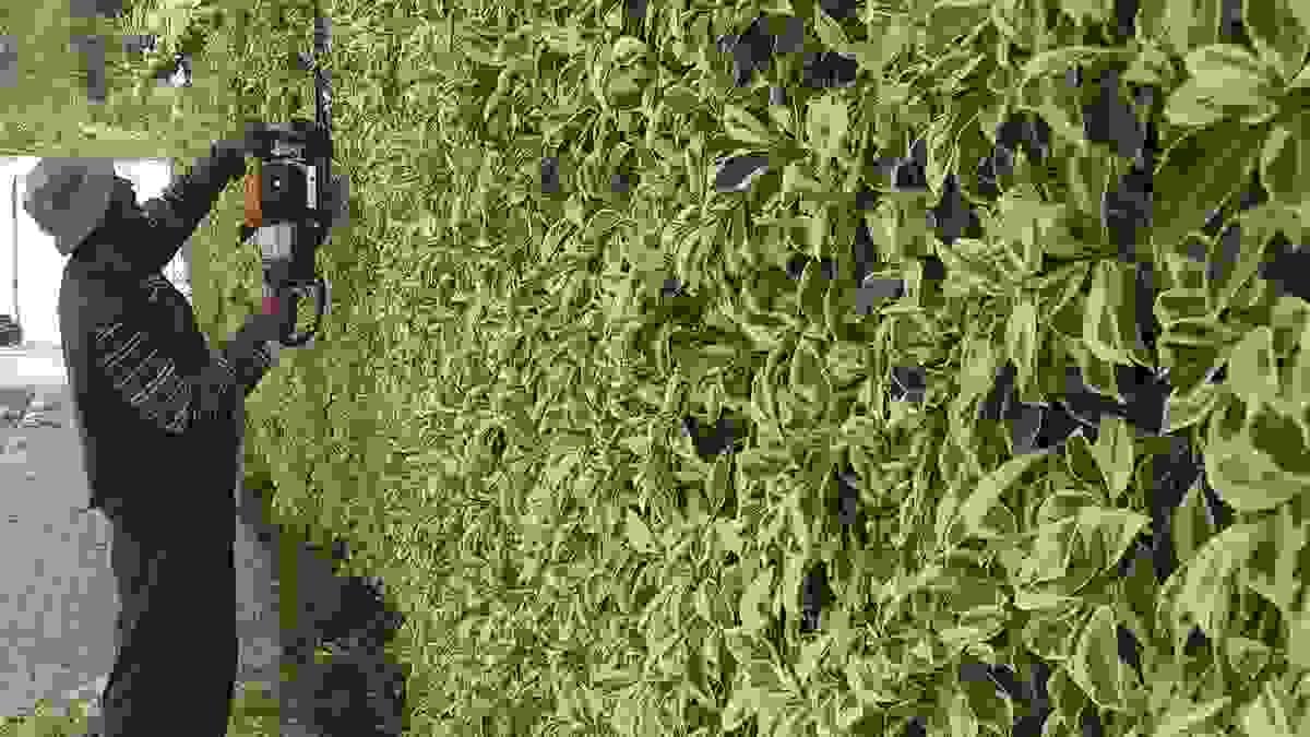 Section image