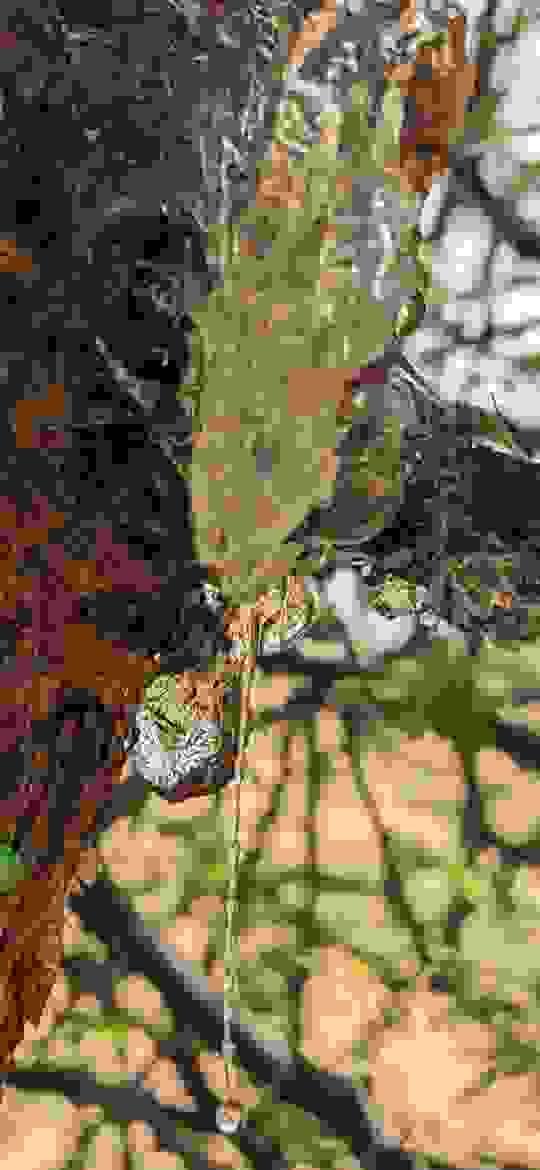 broken image