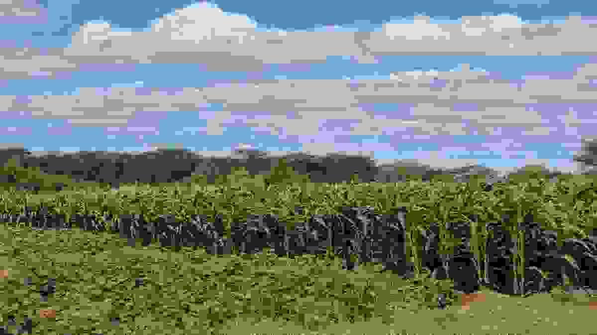 broken image