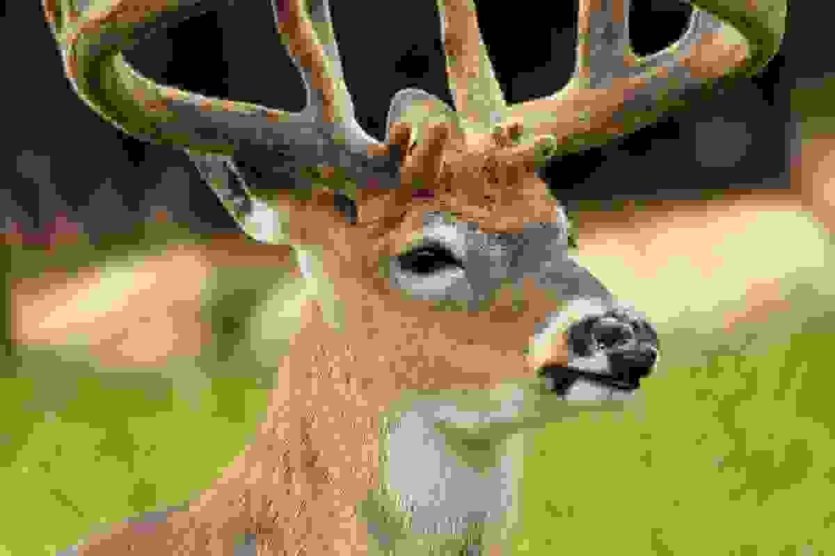 broken image