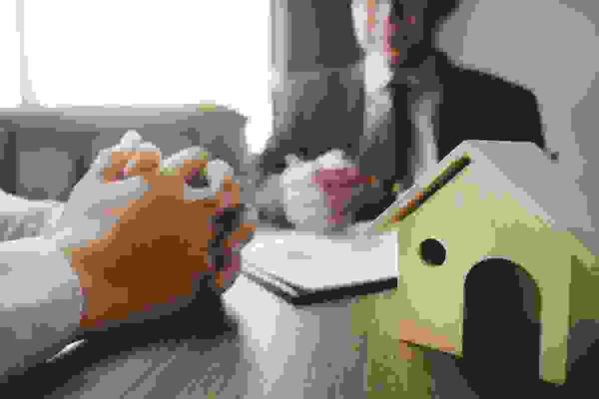 broken image