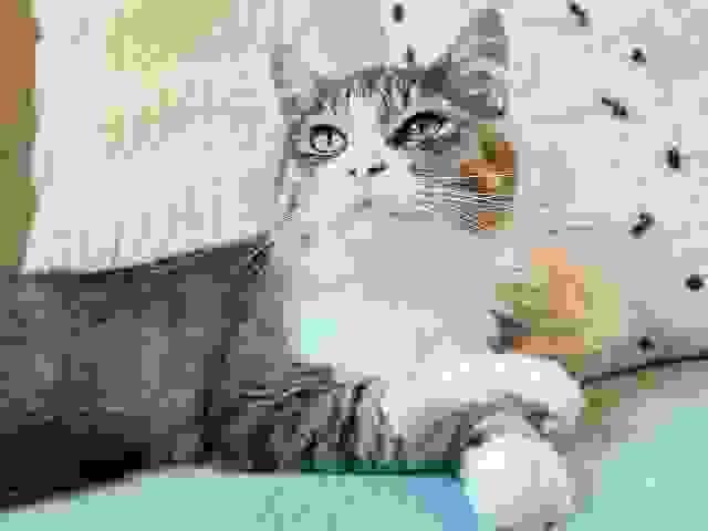 猫がいる宿・猫と泊まれる宿おすすめ-和心村