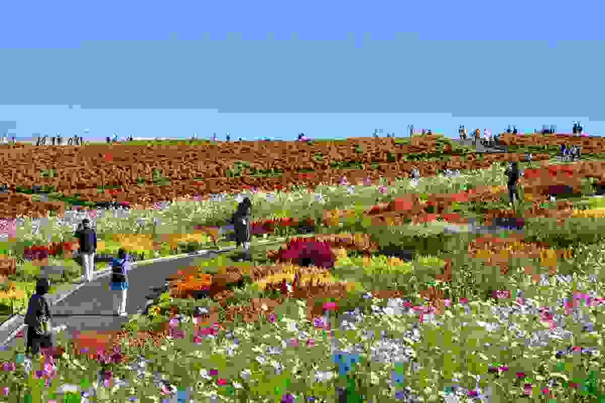 関東でおすすめの日帰り自然ドライブスポット-国営ひたち海浜公園
