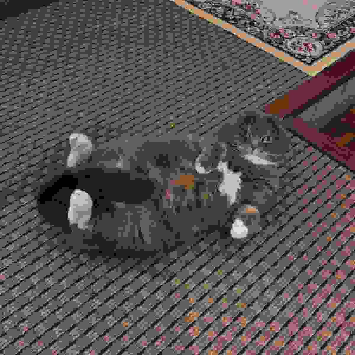 猫がいる宿・猫と泊まれる宿おすすめ-ペンション ブルーベル