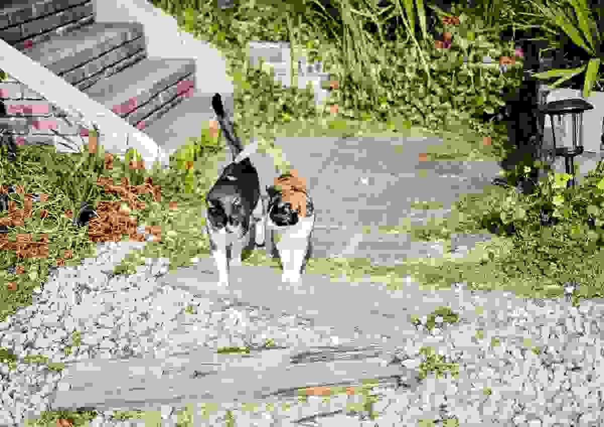 猫がいる宿・猫と泊まれる宿おすすめ-ペンション アトカ