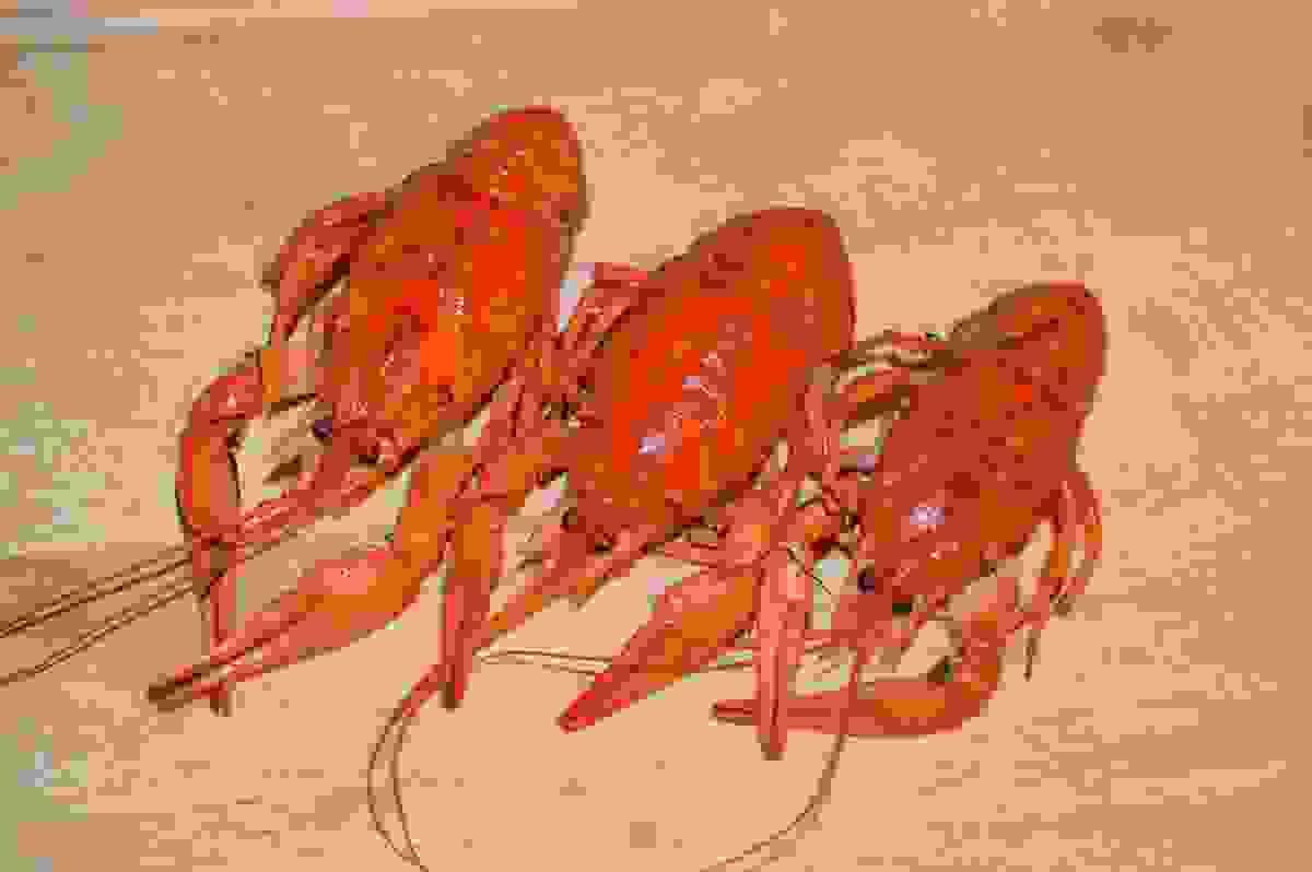 broken image