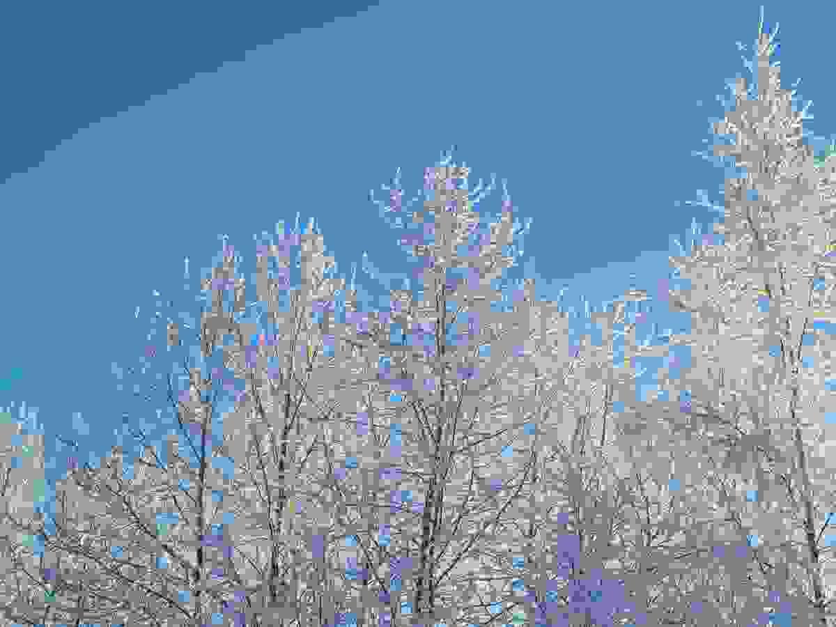 Beautiful hoar frost in Alaska