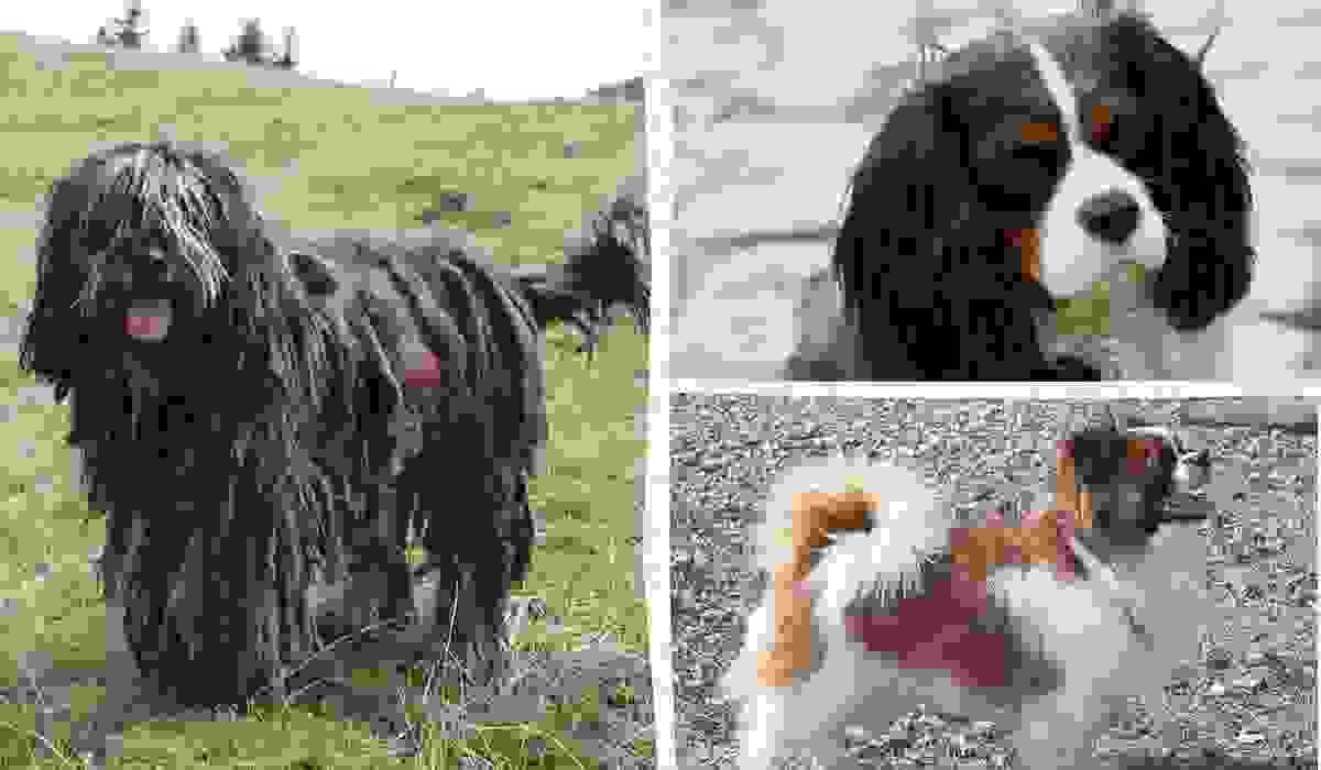 broken image
