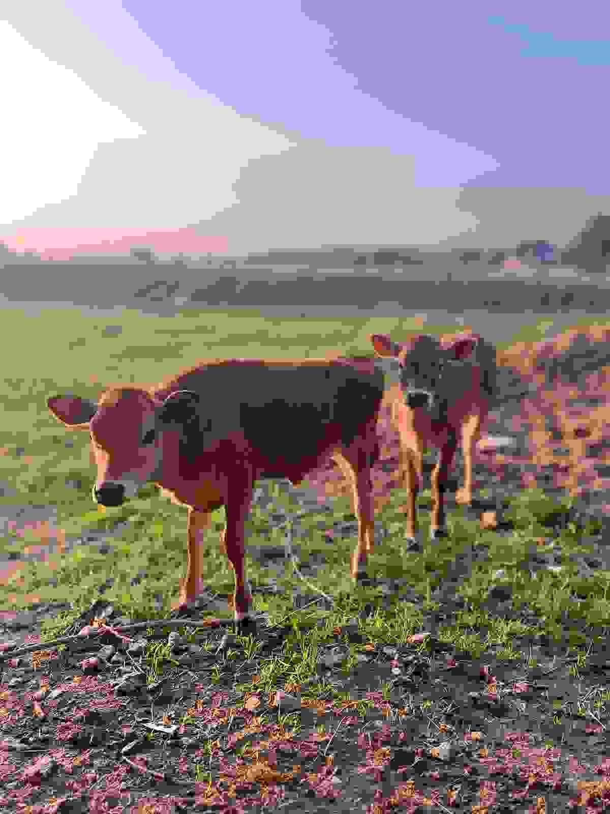 Section image