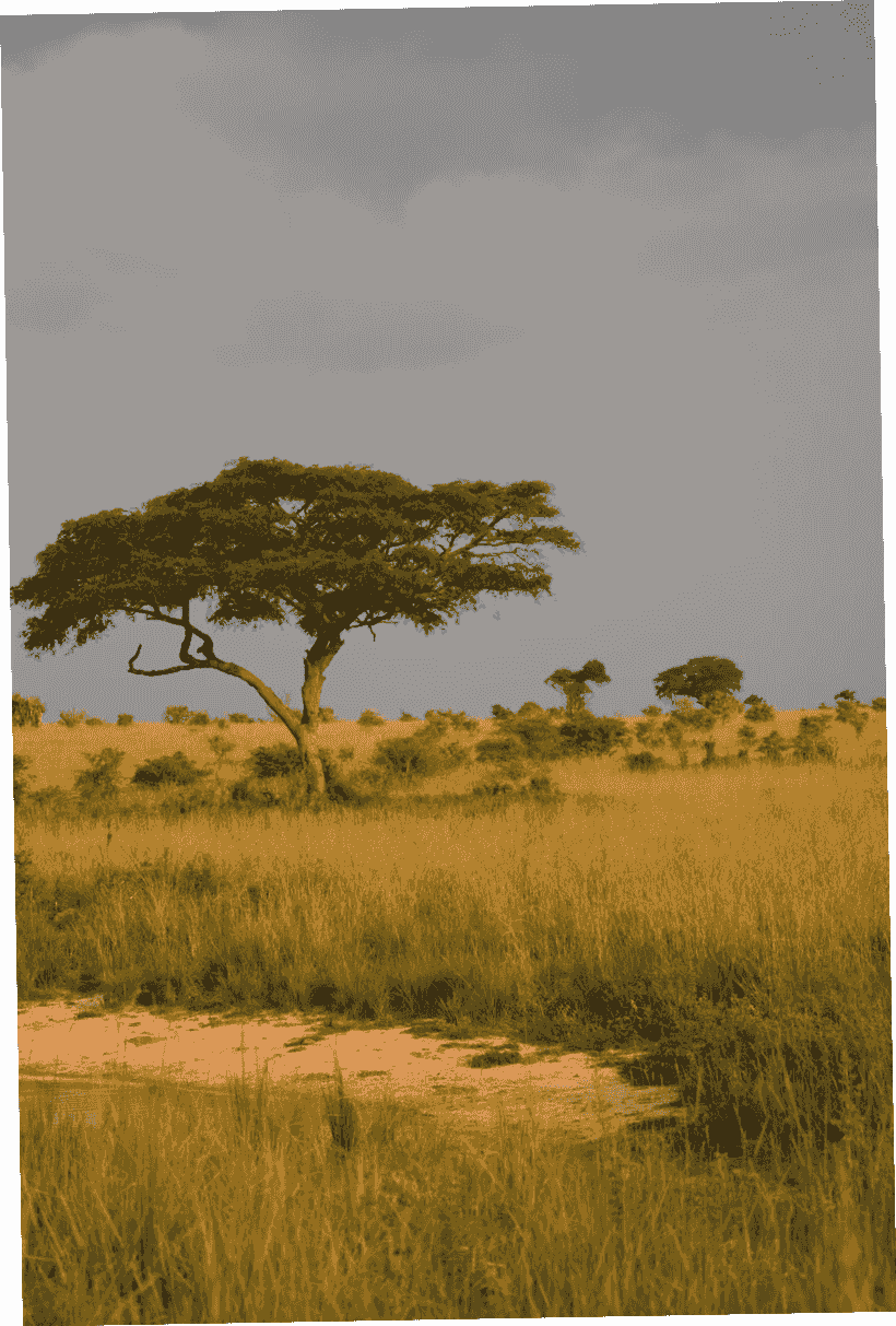 broken image