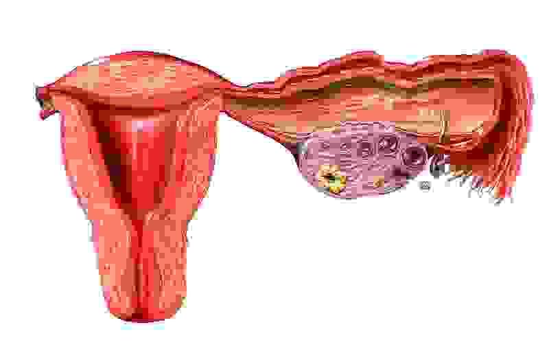 Section image