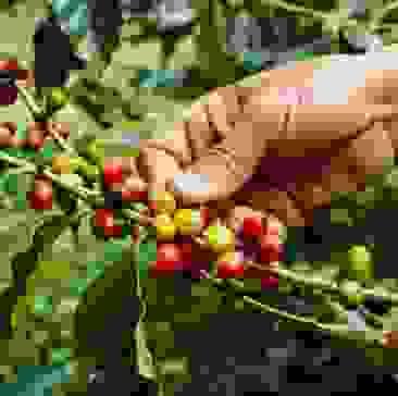 We carefully select high-quality coffee beans from around the world to ensure that every sip is full of rich flavor. high quality coffee beans The products we provide Sell coffee bean ear hanging bag Give me a website with quality and texture