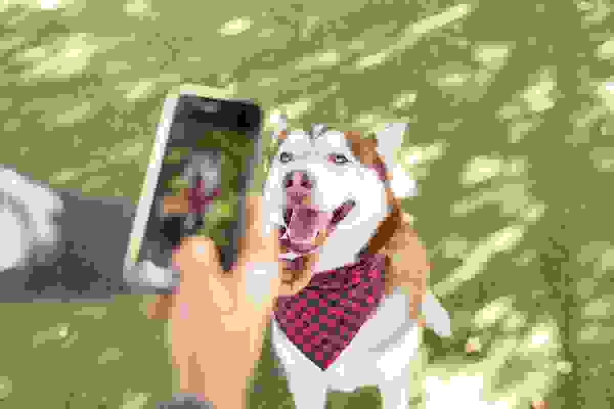 broken image