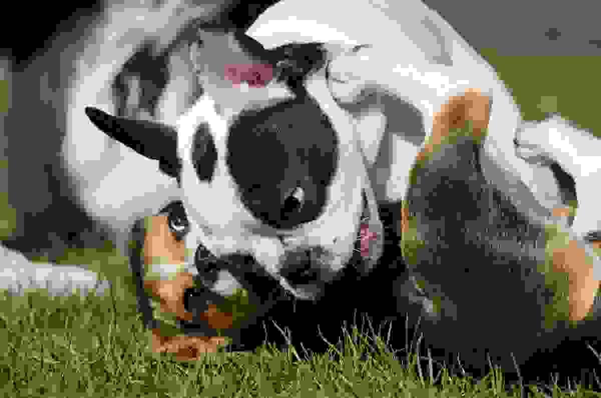 broken image