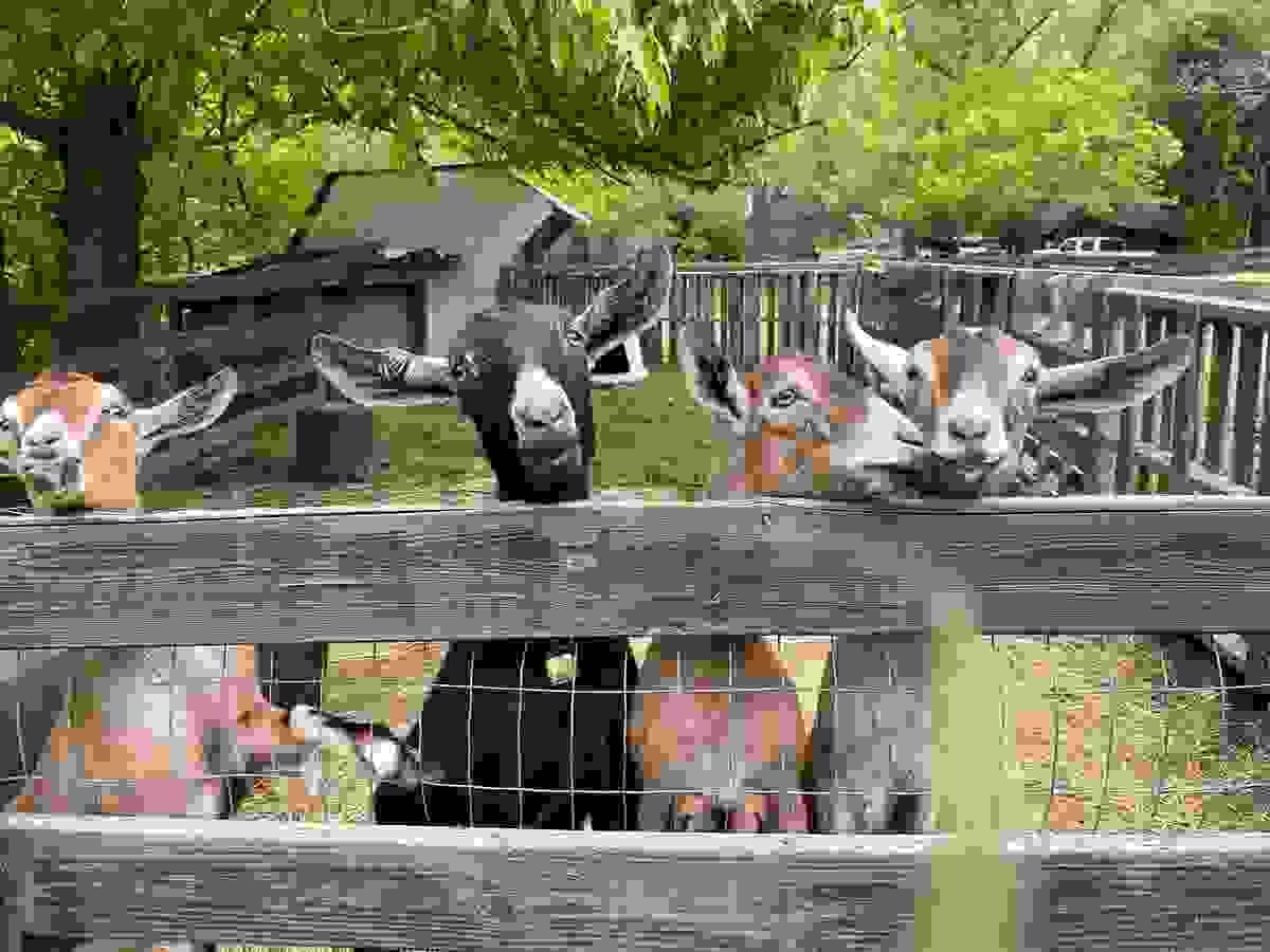 Explore Our Nature-Based Healing Services Begin Your Healing Journey Nature-based healing for the mind, body and spirits of women, couples, children and families on the farm. With a combination of hands-on alignment and myofascial release, egyptian reiki, ceremonial clearing and holistic health coaching, Dr. Elsea and her interspecies healing team are ready to move beyond convention with you to facilitate your healing journeys progress. Heart-centered, integrative and community-driven, Clear is here. Clear is home. Welcome! Explore Our Nature-Based Healing Services Begin Your Healing Journey Nature-based healing for the mind, body and spirits of women, couples, children and families on the farm. With a combination of hands-on alignment and myofascial release, egyptian reiki, ceremonial clearing and holistic health coaching, Dr. Elsea and her interspecies healing team are ready to move beyond convention with you to facilitate your healing journeys progress. Heart-centered, integrative and community-driven, Clear is here. Clear is home. Welcome!