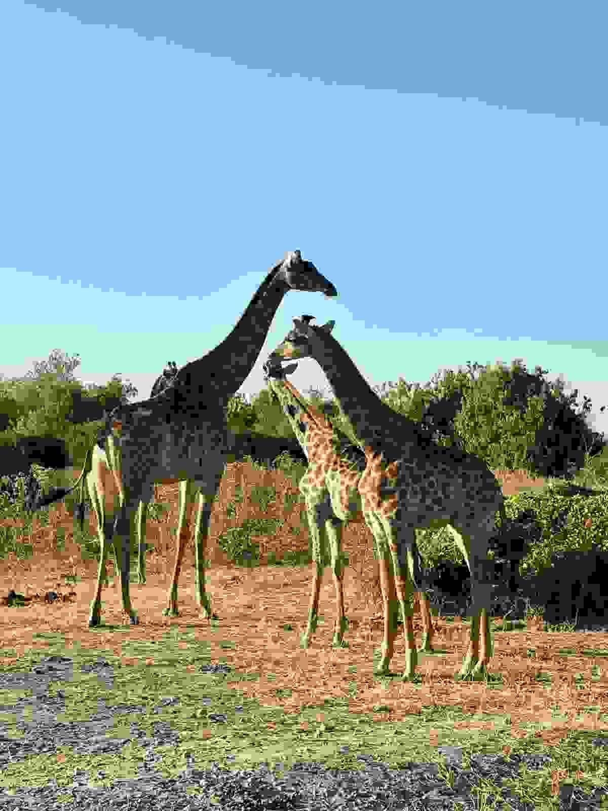 Section image