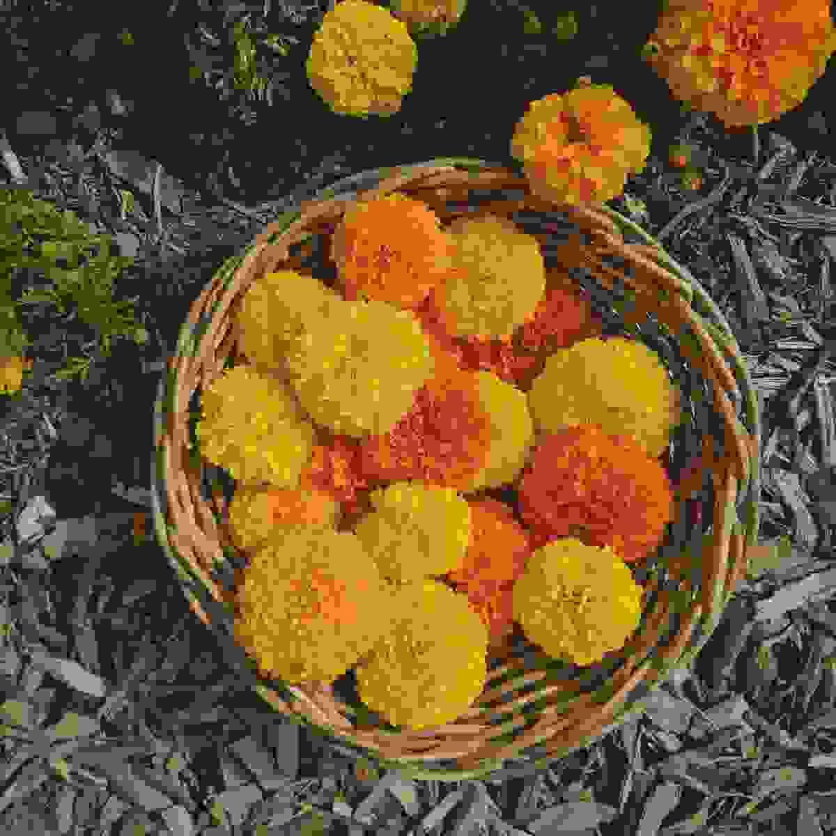 Natural dye with marigold flowers