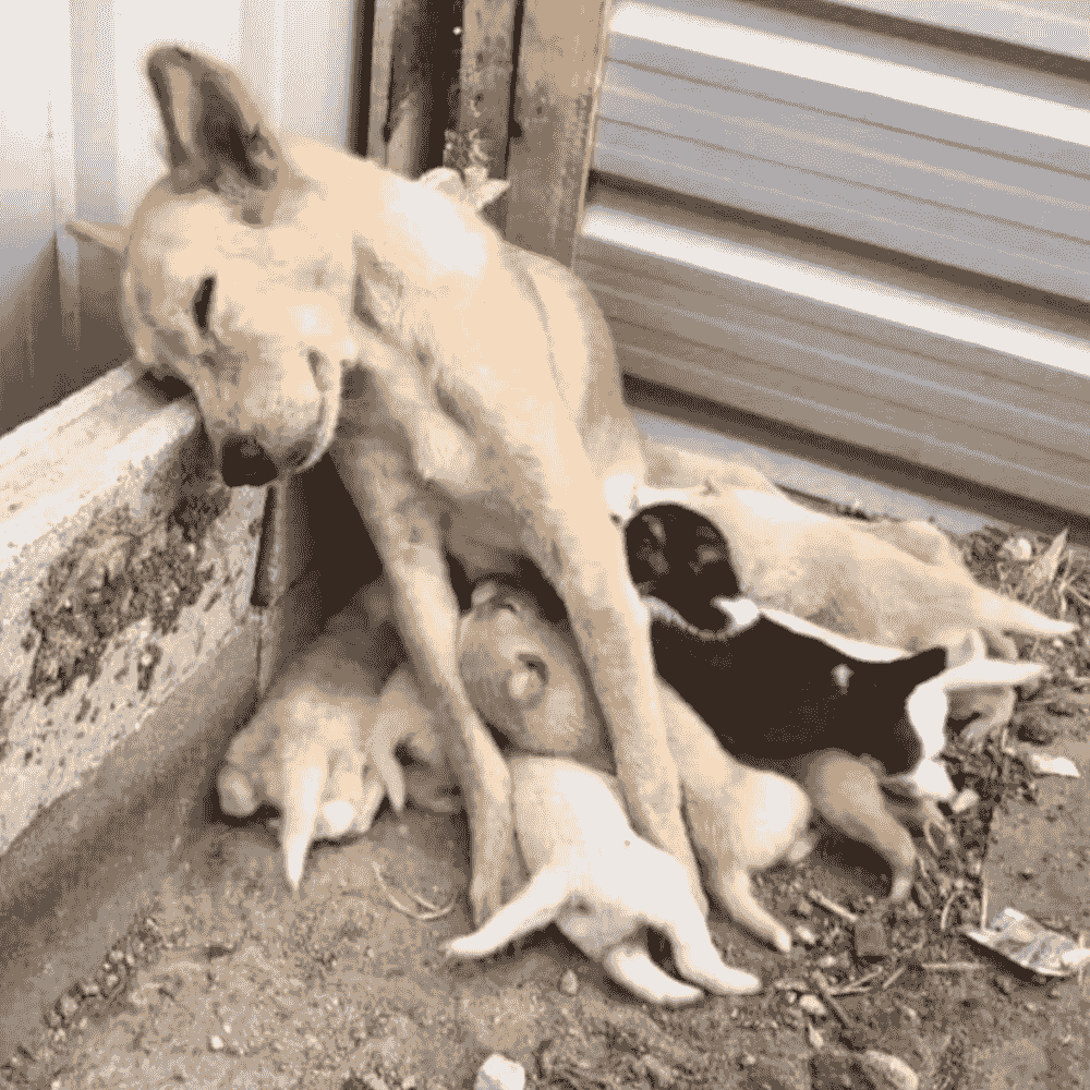 A mother dog on the street feeding her puppies. A mother dog on the street feeding her puppies.
