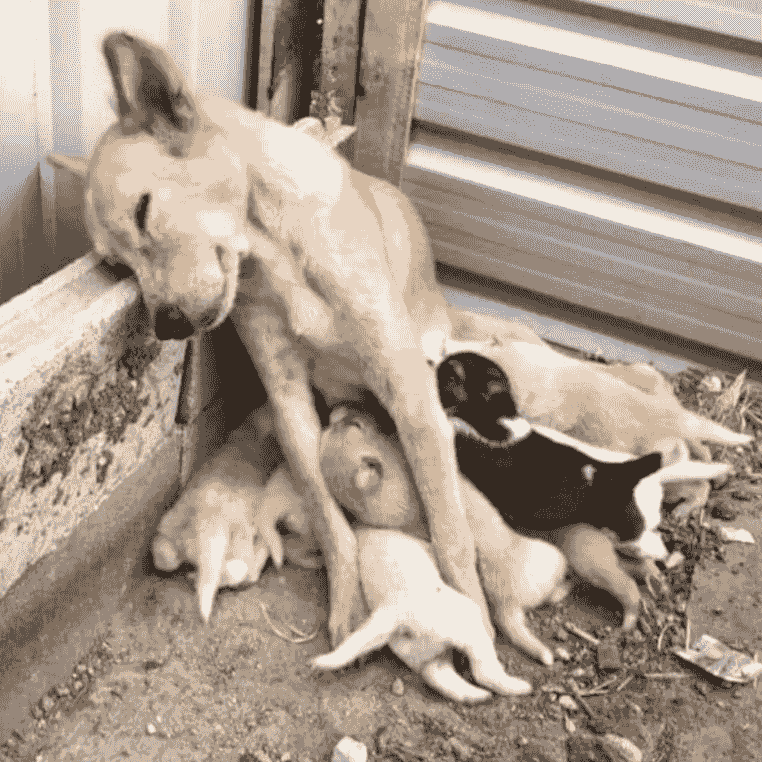 A mother dog on the street feeding her puppies. A mother dog on the street feeding her puppies.