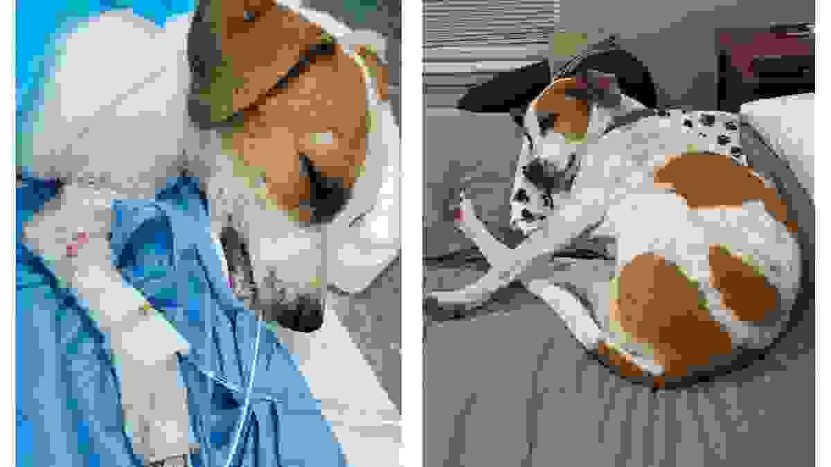 Side-by-side photos of Forty during treatment and after recovery in his forever home. Side-by-side photos of Forty during treatment and after recovery in his forever home.