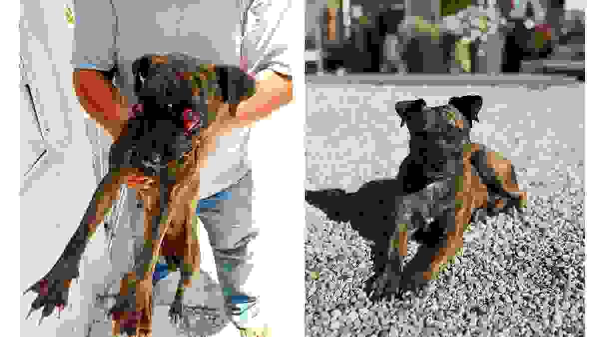 Side-by-side photos of Tigrilla before rescue and after recovery, showing her transformation following medical treatment and care. Side-by-side photos of Tigrilla before rescue and after recovery, showing her transformation following medical treatment and care.