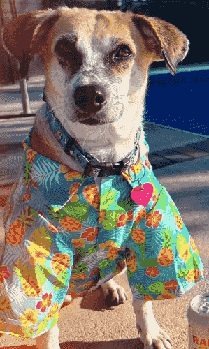 Lucia wearing a colorful shirt after her rescue and recovery. Lucia wearing a colorful shirt after her rescue and recovery.