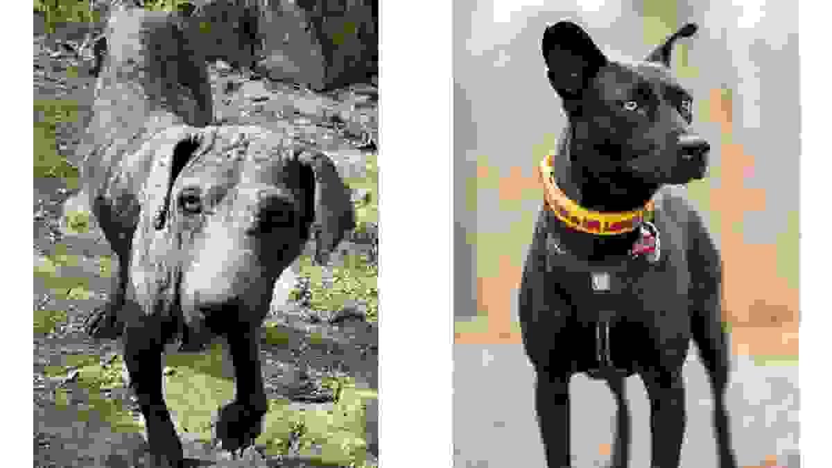 Side-by-side photos of Chapita before rescue and after recovery, showing her journey from neglect to health and safety. Side-by-side photos of Chapita before rescue and after recovery, showing her journey from neglect to health and safety.