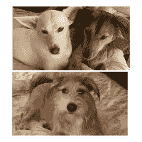 Three rescued dogs relaxing comfortably in their adoptive homes. Three rescued dogs relaxing comfortably in their adoptive homes.