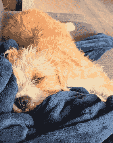 Sol resting comfortably on a blanket in his adoptive home. Sol resting comfortably on a blanket in his adoptive home.